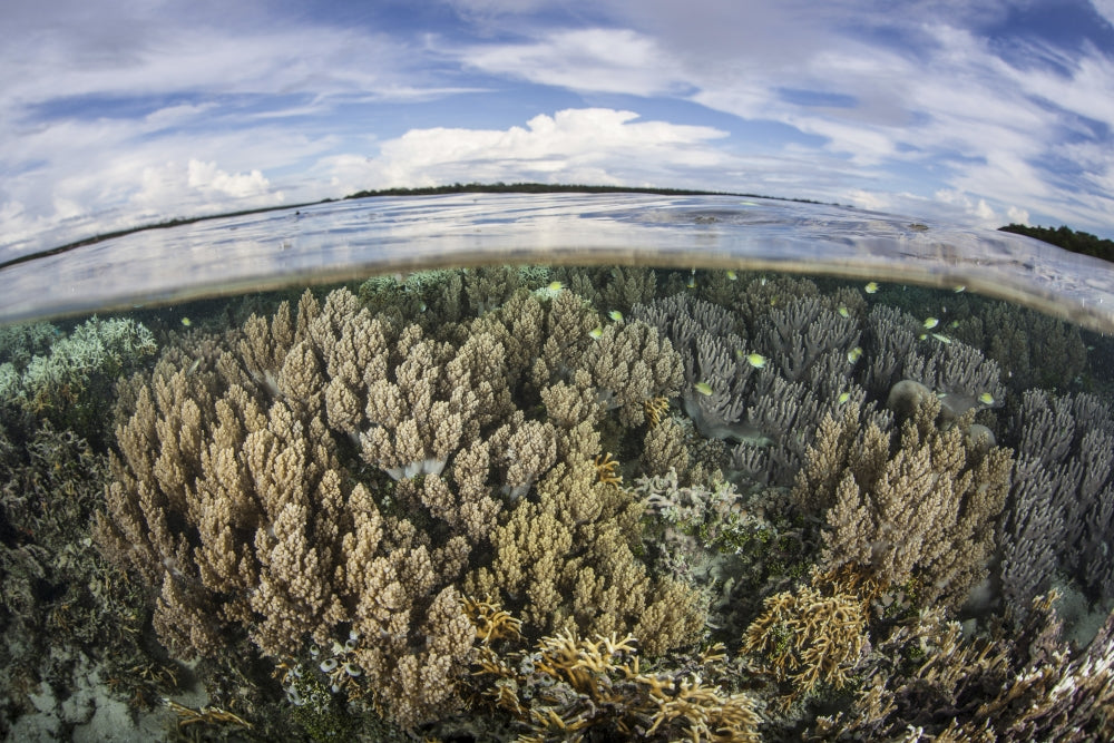 Vibrant soft corals thriving on a healthy reef in the Solomon Islands poster print.
