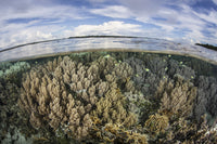 Vibrant soft corals thriving on a healthy reef in the Solomon Islands poster print.