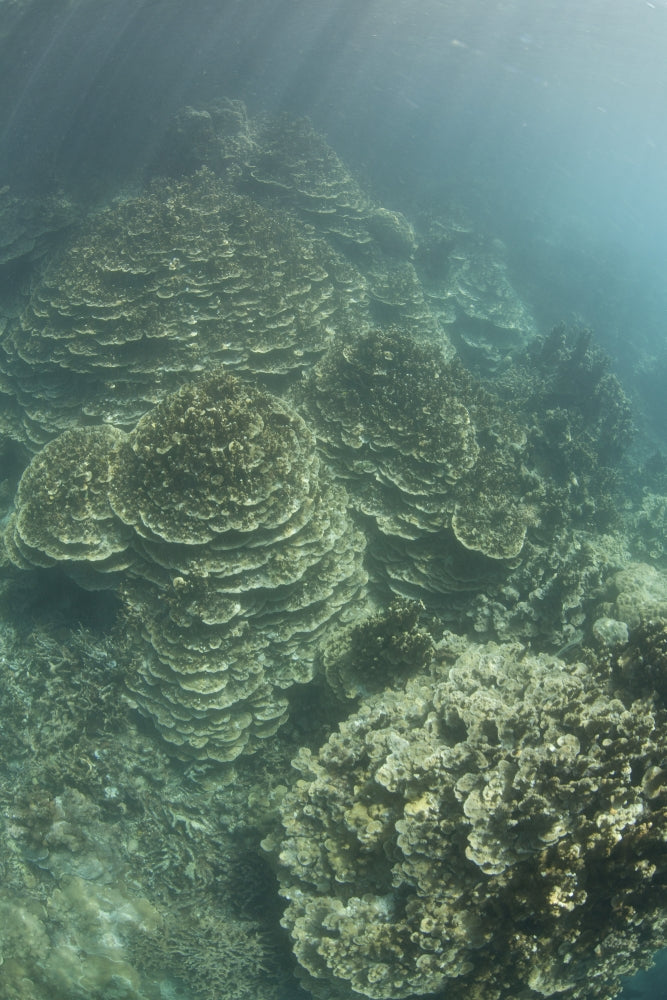Delicate reef-building corals in Palau's lagoon poster print.