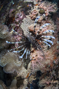 Vibrant lionfish swimming on a colorful reef in the Solomon Islands.
