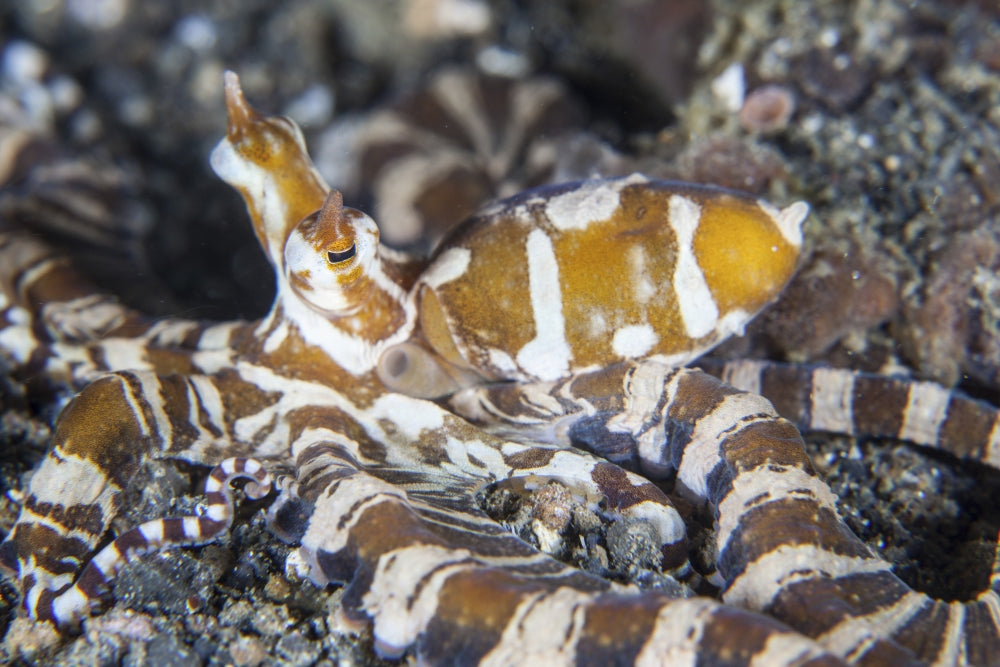 Wonderpus octopus crawling across sand slope in Lembeh Strait, Indonesia poster print.