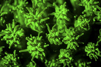 Fluorescent coral colony (Galaxea sp.) under UV light poster print.