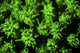 Fluorescent coral colony (Galaxea sp.) under UV light poster print.