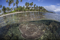 Coral reef near Guadalcanal in the Solomon Islands poster print