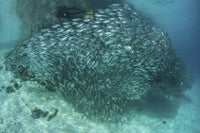 A Large School of Scad in the Solomon Islands Poster Print showcasing vibrant marine life.