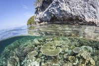 Vibrant coral reef near limestone islands in Raja Ampat poster print.