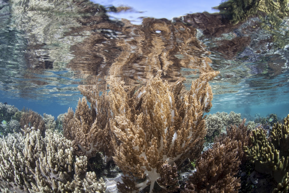 A vibrant coral reef in Raja Ampat, Indonesia poster print.