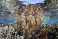 A vibrant coral reef in Raja Ampat, Indonesia poster print.