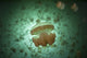 Golden jellyfish swimming in a serene lake in Palau poster print.