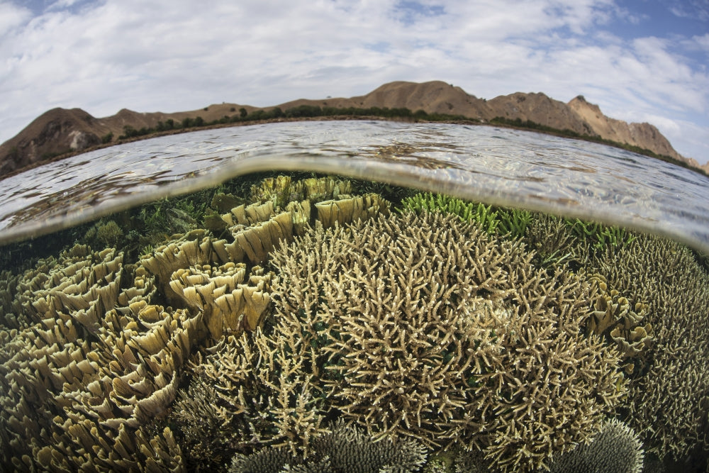 Fragile corals in shallow water at Komodo National Park poster print.
