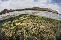 Fragile corals in shallow water at Komodo National Park poster print.