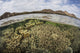 Fragile corals in shallow water at Komodo National Park poster print.