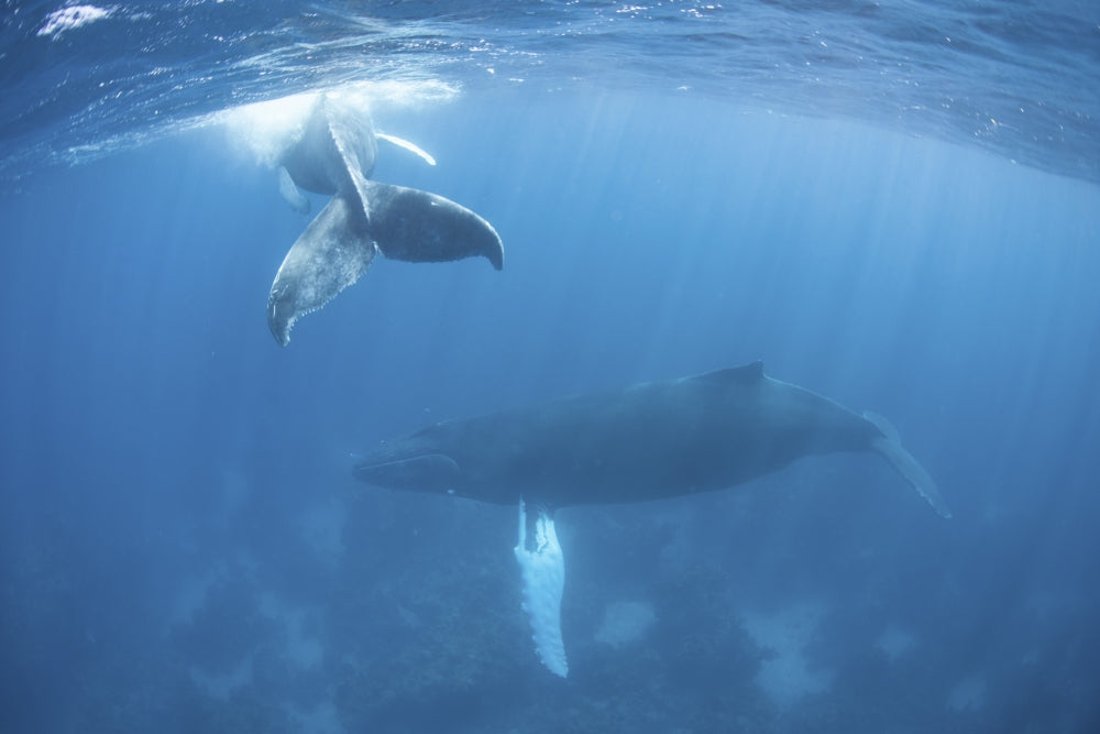Humpback whale and calf swimming in the Caribbean Sea poster print.