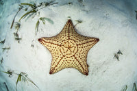 West Indian starfish on the seafloor in Turneffe Atoll, Belize poster print.