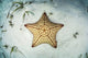 West Indian starfish on the seafloor in Turneffe Atoll, Belize poster print.