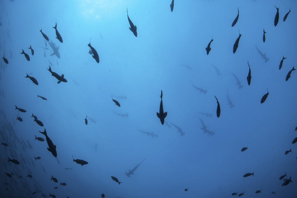 Scalloped hammerhead sharks swimming in deep water near Cocos Island, Costa Rica poster print.