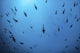 Scalloped hammerhead sharks swimming in deep water near Cocos Island, Costa Rica poster print.