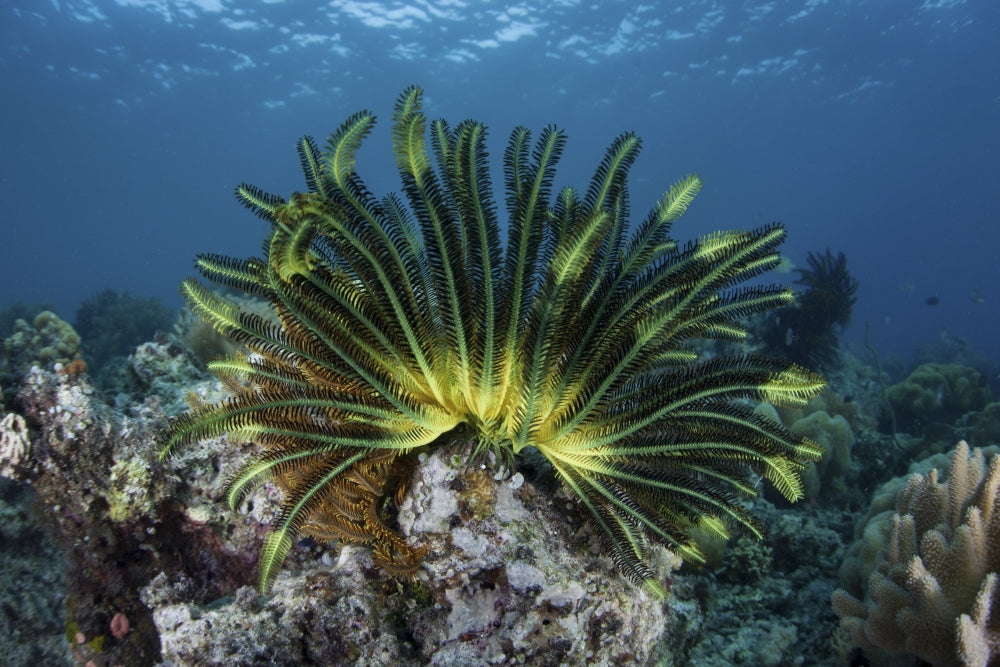 Colorful crinoid on a reef in Flores, Indonesia - Poster Print