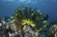 Colorful crinoid on a reef in Flores, Indonesia - Poster Print