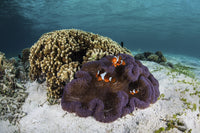 False clownfish swimming near anemone in Alor, Indonesia poster print.