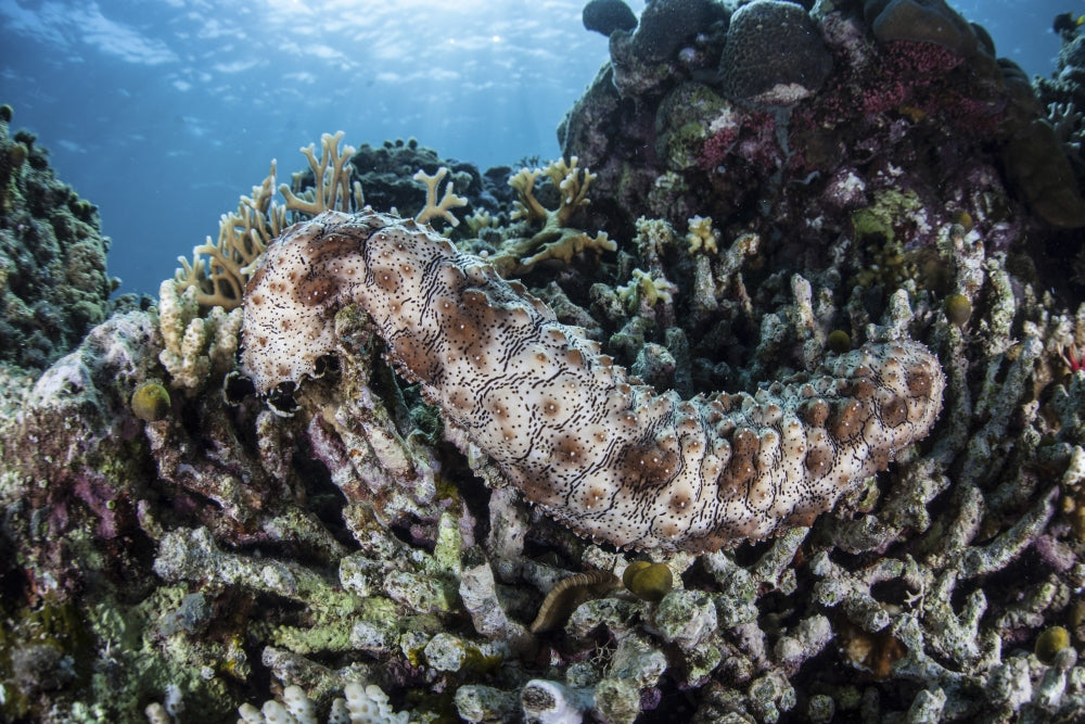 A sea cucumber clinging to a vibrant reef in Alor, Indonesia.