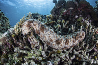 A sea cucumber clinging to a vibrant reef in Alor, Indonesia.