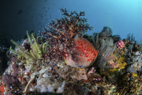 Colorful sea apple clinging to a reef in Indonesia poster print.