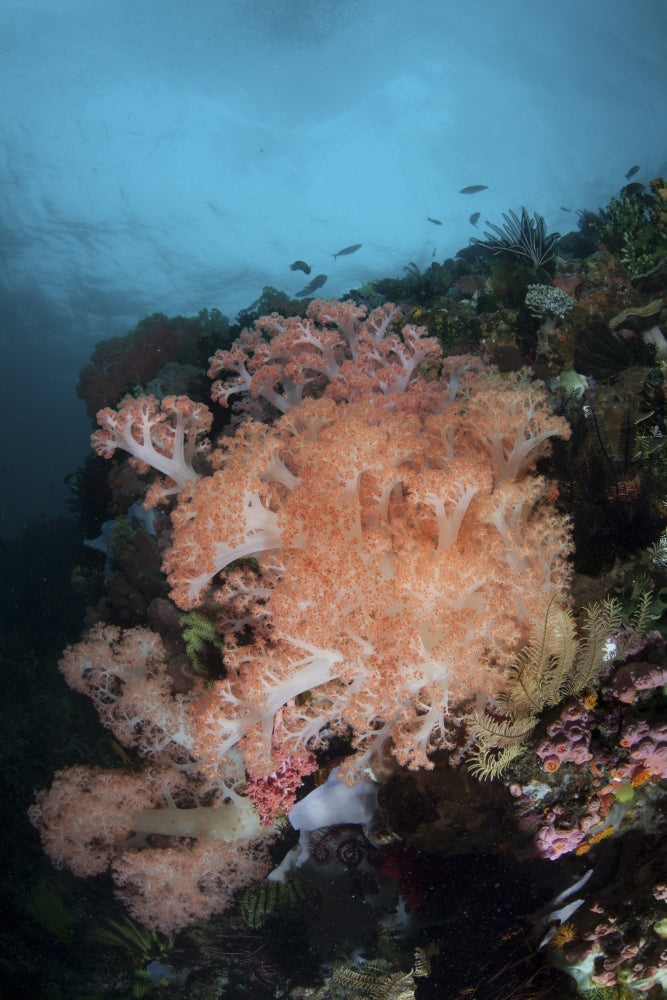 Vibrant coral reef poster print from Komodo National Park, Indonesia.