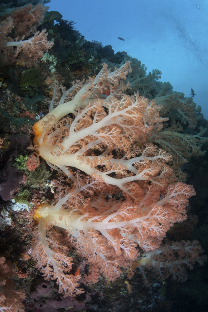 Beautiful coral colonies on a reef slope in Komodo National Park, Indonesia.