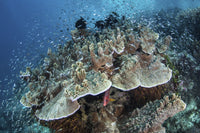 Juvenile fish swarming around a coral colony in Raja Ampat, Indonesia.