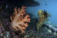Soft coral colony and invertebrates poster print from Raja Ampat, Indonesia