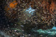 Golden sweepers swimming under a coral bommie in Raja Ampat, Indonesia poster print.
