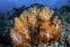 Beautiful cluster of soft coral colonies on a coral reef in Indonesia poster print.