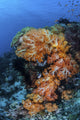 Coral Cluster Poster Print showcasing soft coral on a coral reef in Indonesia.