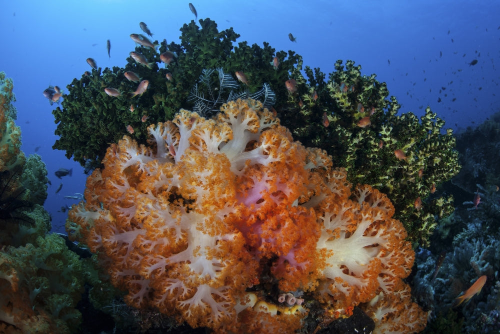 Soft coral colonies on a coral reef in Indonesia poster print.