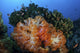 Soft coral colonies on a coral reef in Indonesia poster print.
