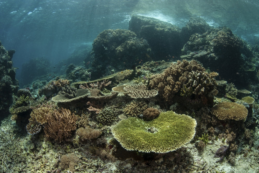 Healthy reef-building corals in Komodo National Park poster print