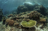 Healthy reef-building corals in Komodo National Park poster print