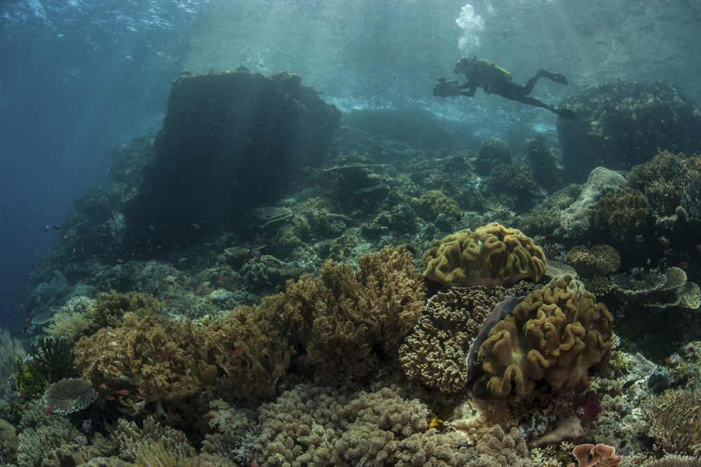 Scuba diver swimming above coral reef in Komodo National Park poster print