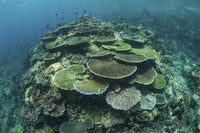 Healthy reef-building corals thriving in Komodo National Park - vibrant marine life poster print.