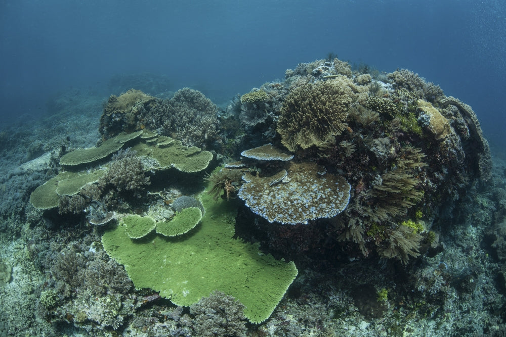 Healthy coral reef thriving in Komodo National Park poster print