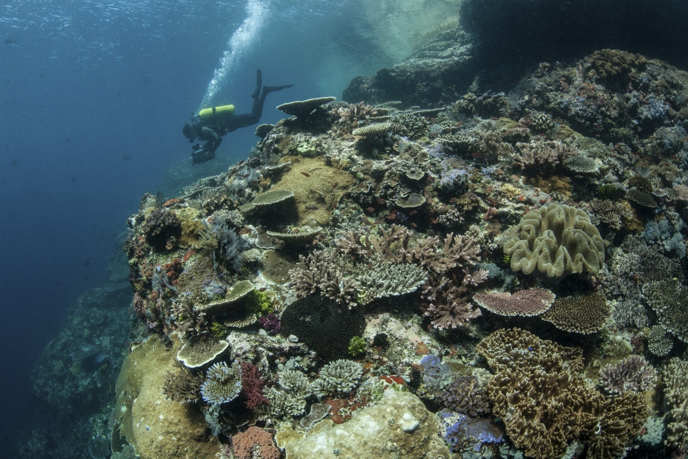 Scuba diver swimming above a colorful coral reef in Komodo National Park.
