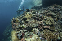 Scuba diver swimming above a colorful coral reef in Komodo National Park.
