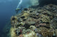 Scuba diver swimming above a colorful coral reef in Komodo National Park.