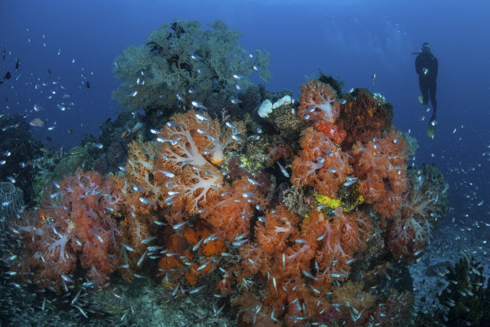 Cardinalfish surrounded by colorful soft corals in Komodo National Park poster print.