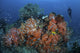 Cardinalfish surrounded by colorful soft corals in Komodo National Park poster print.