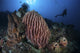 Scuba diver exploring the coral reef in Komodo National Park poster print.