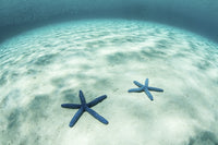 Bright sunlight rippling across starfish on a sandy seafloor in the tropical Pacific Ocean.