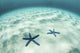 Bright sunlight rippling across starfish on a sandy seafloor in the tropical Pacific Ocean.