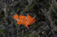 Juvenile Painted Frogfish on the Seafloor Poster Print